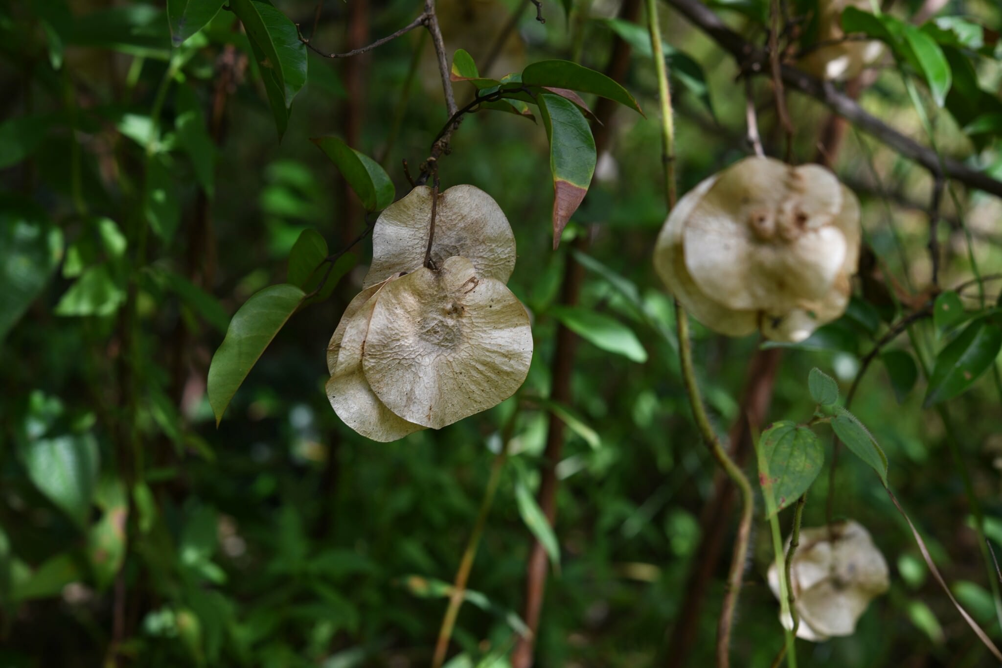 Pterocarpus rohrii 